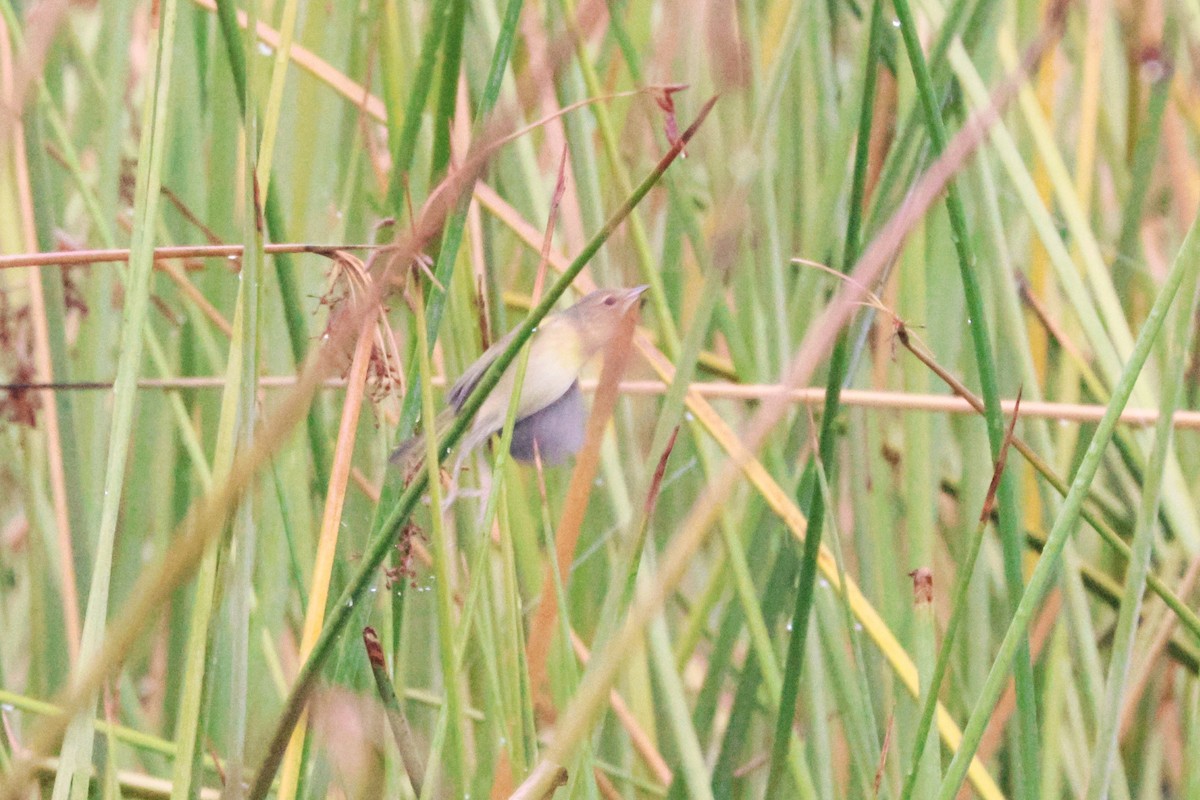 Common Yellowthroat - ML643562752