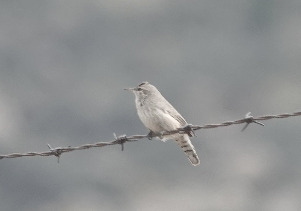 Rock Wren - ML643562754