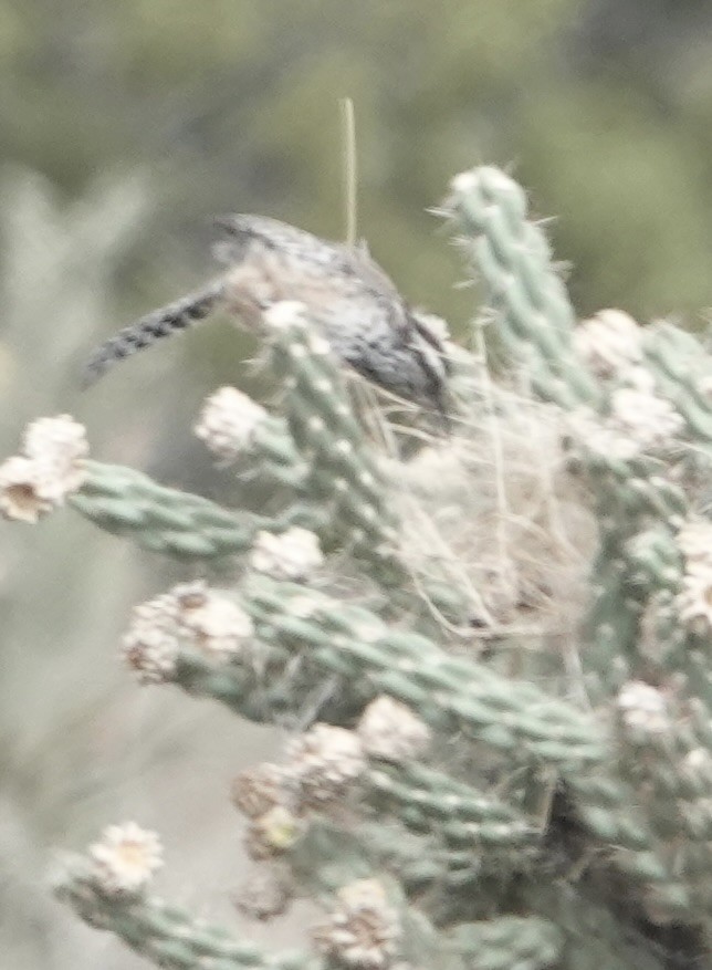 Cactus Wren - ML643562771