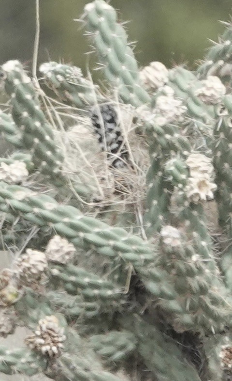 Cactus Wren - ML643562781