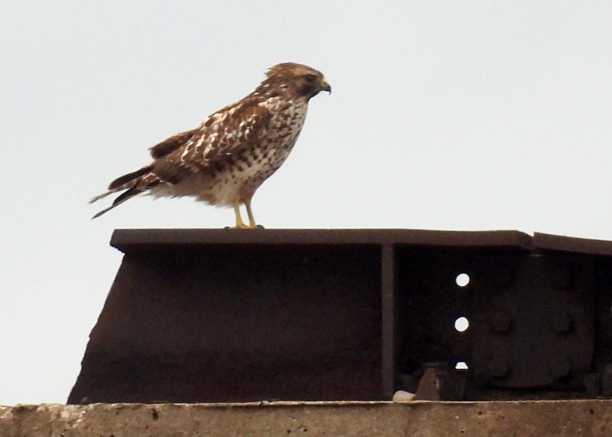 Red-shouldered Hawk - ML643562784