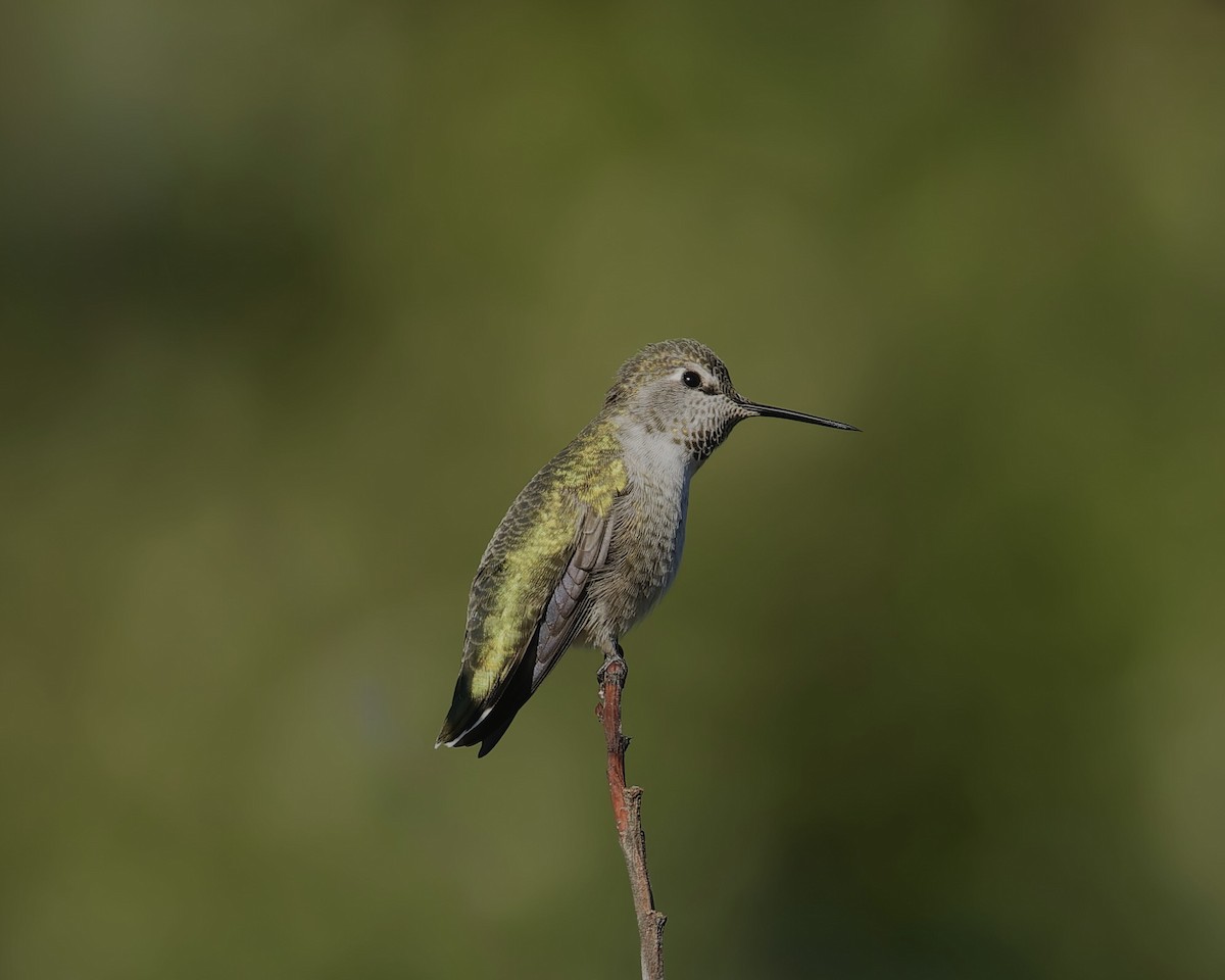 Colibrí de Anna - ML643562788