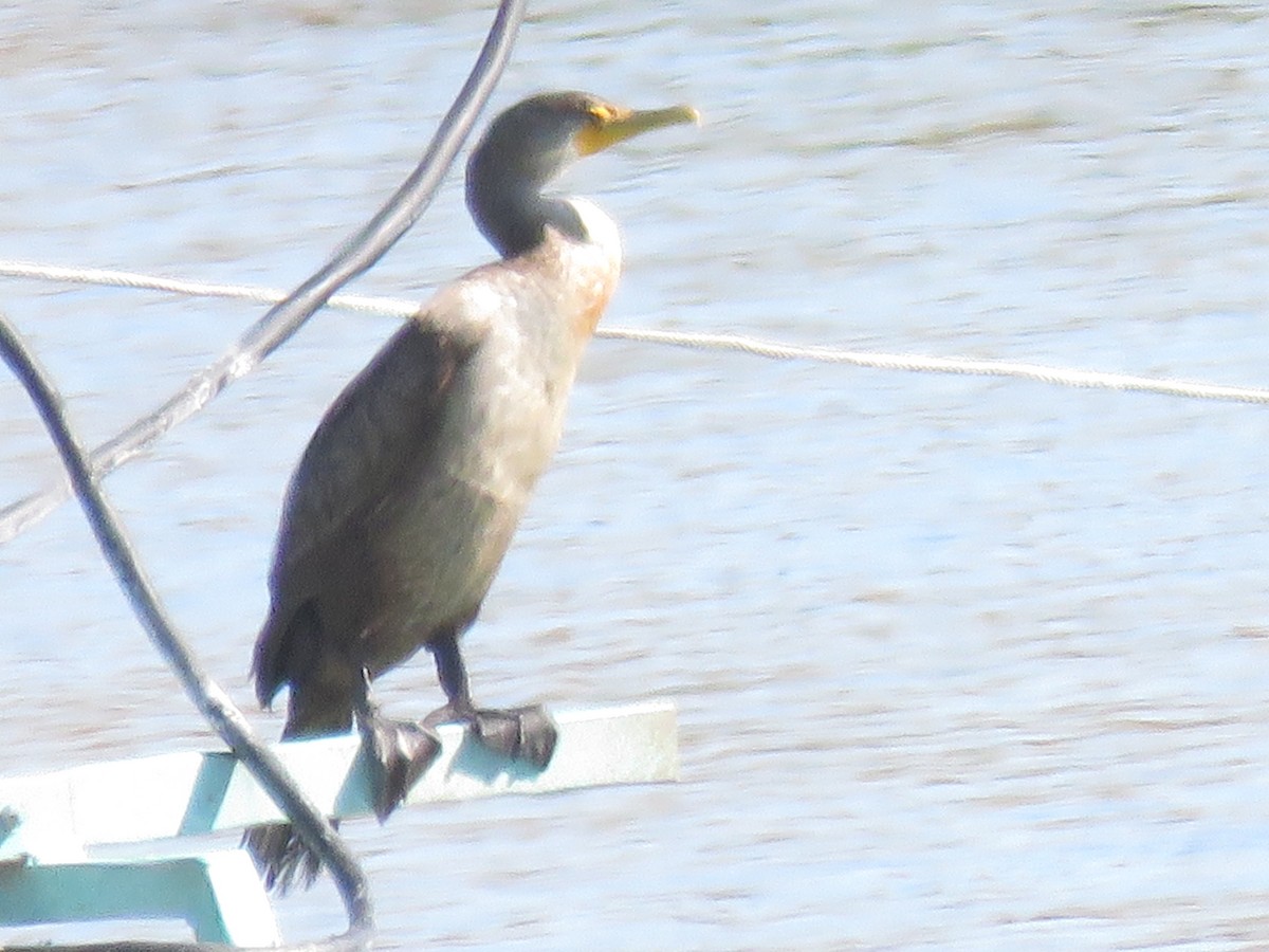 Cormoran à aigrettes - ML643562791
