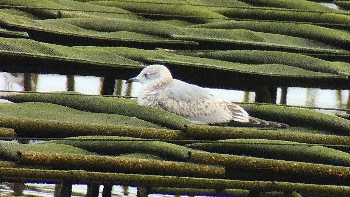Goéland cendré - ML643562799