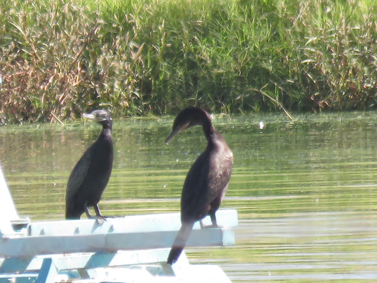Cormoran vigua - ML643562805