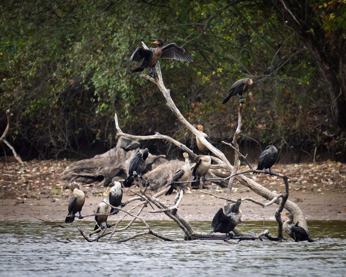 Cormoran à aigrettes - ML643562806