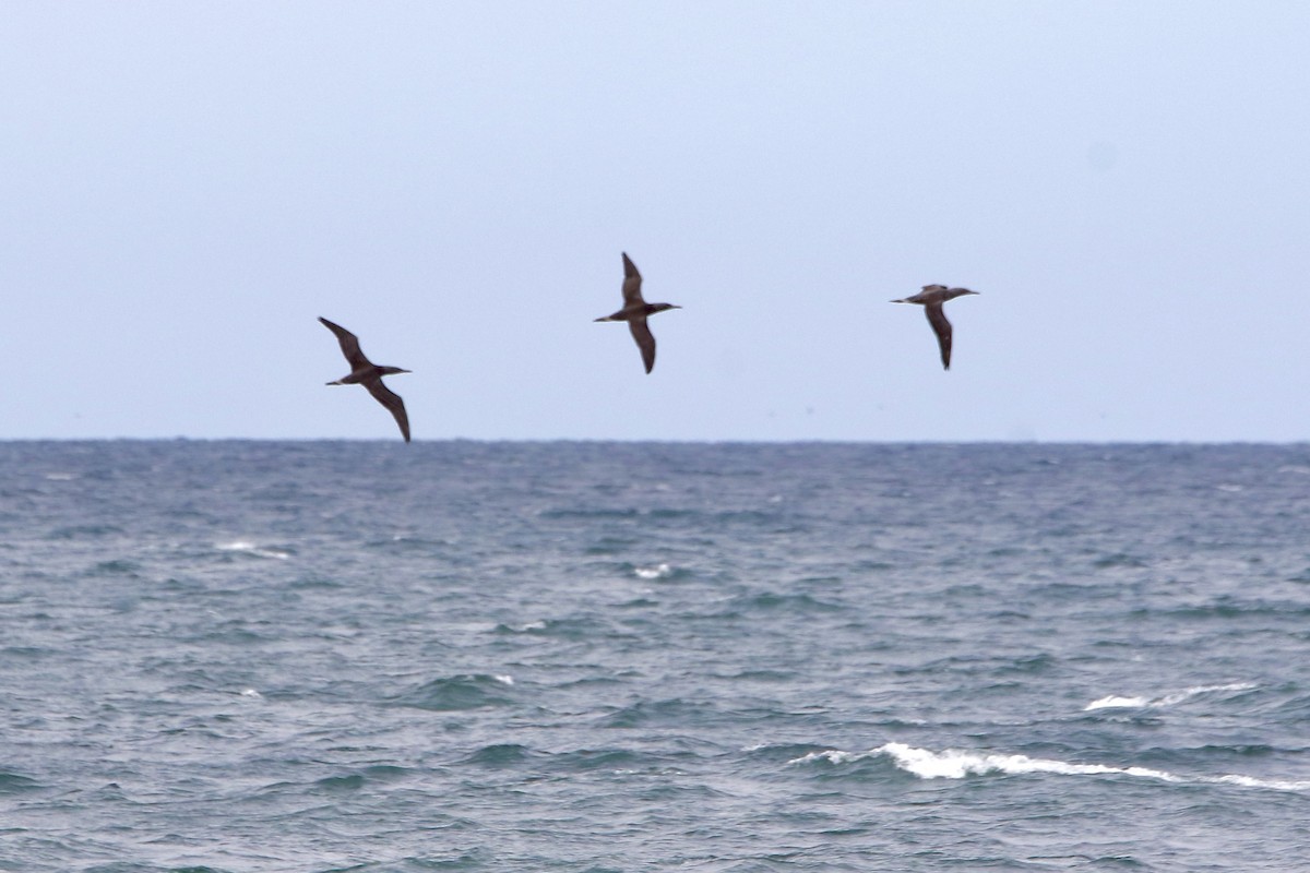 Northern Gannet - ML643562818