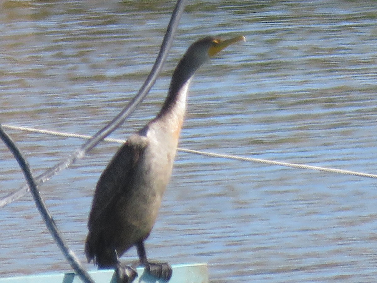 Cormoran à aigrettes - ML643562819