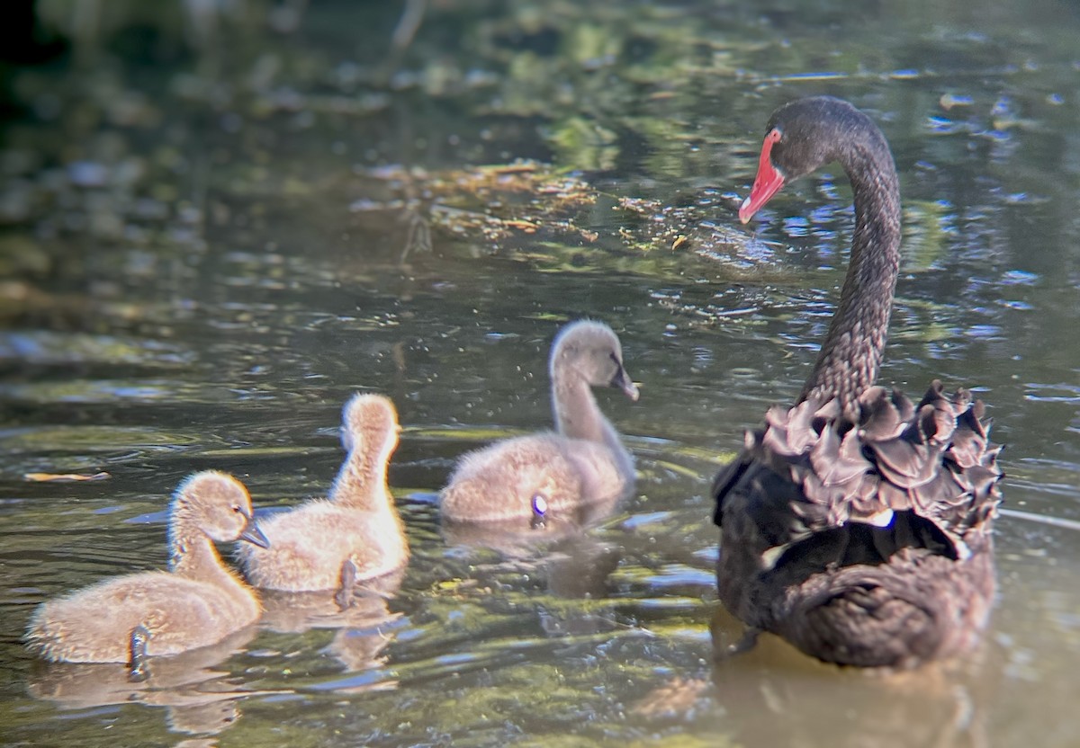 Black Swan - ML643562829