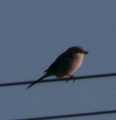 Loggerhead Shrike - ML643562830