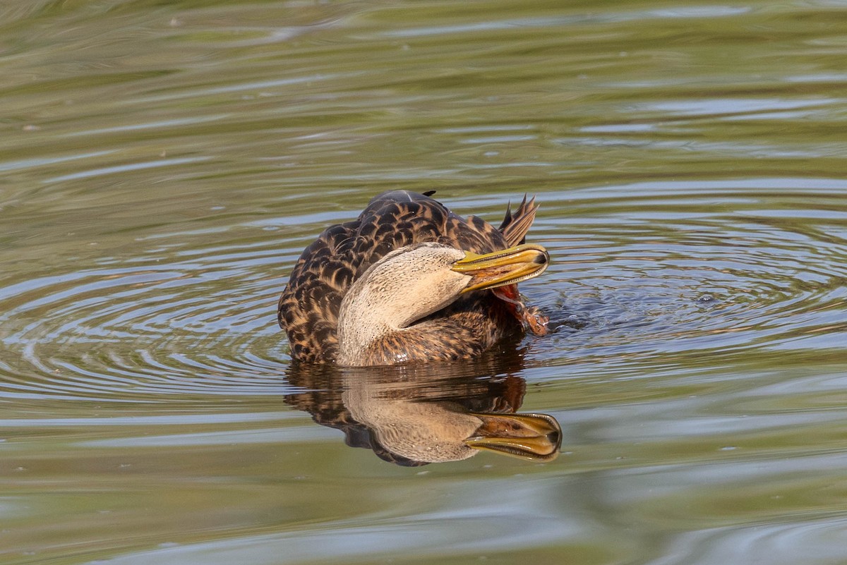 Hybride Canard colvert x C. du Mexique - ML643562834