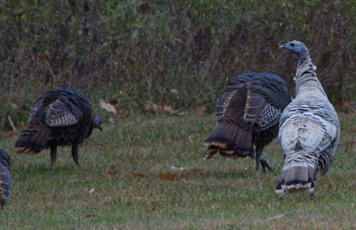 Guajolote Gallipavo - ML643562839