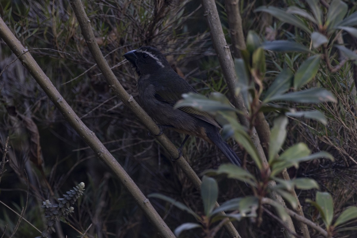 Thick-billed Saltator - ML643562884