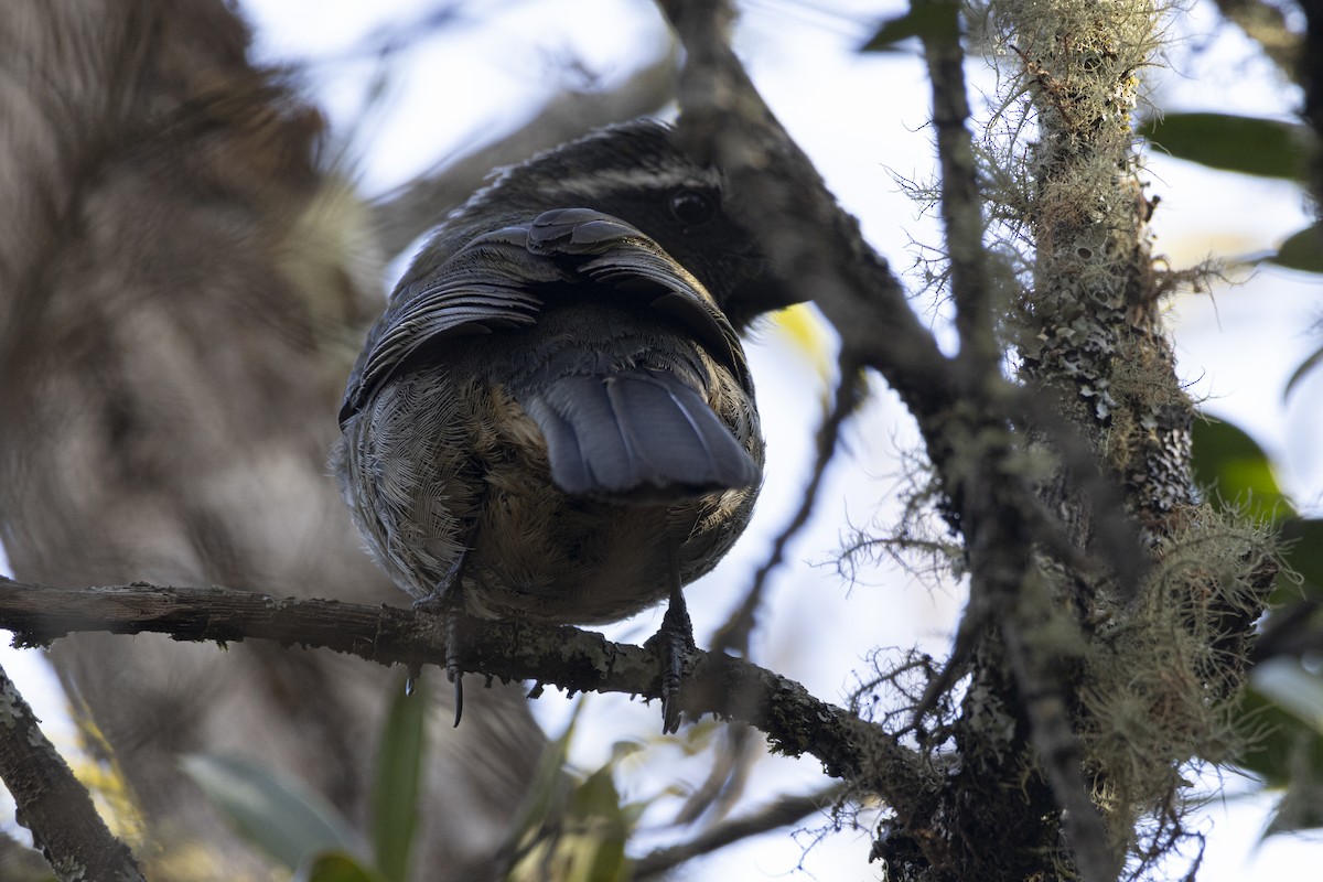 Thick-billed Saltator - ML643562885