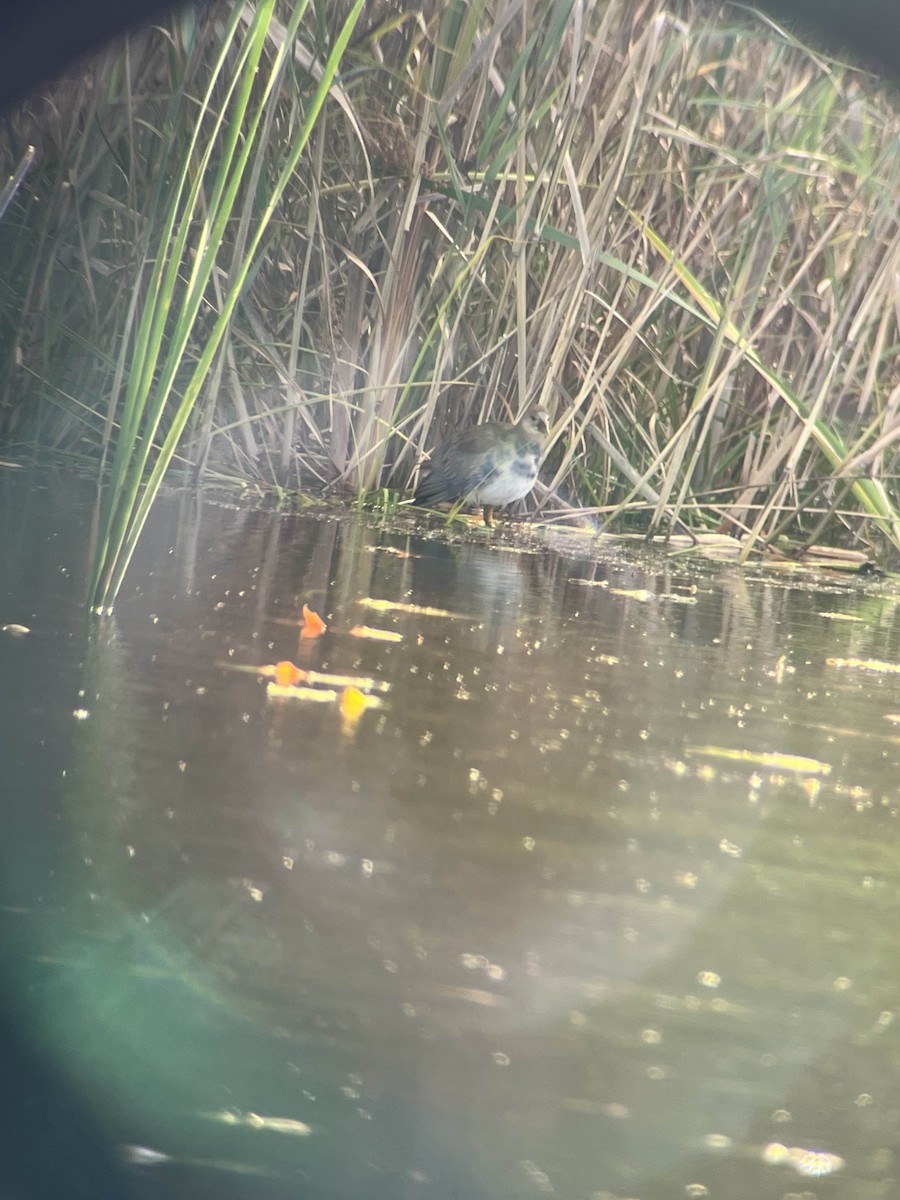 Purple Gallinule - ML643562894