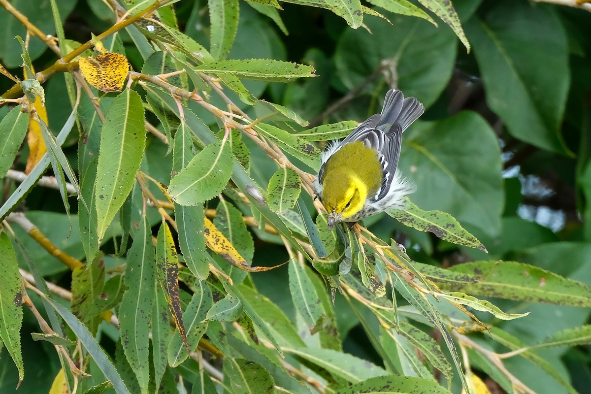 Black-throated Green Warbler - ML643562895