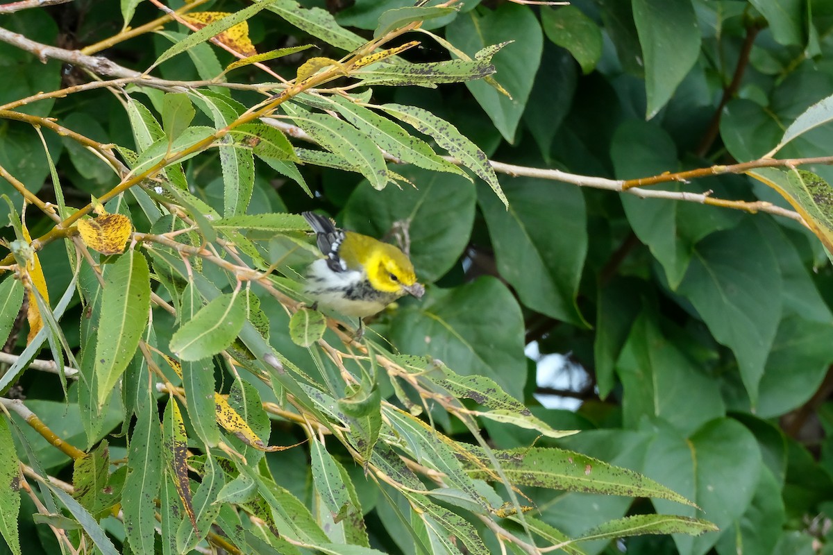 Black-throated Green Warbler - ML643562911