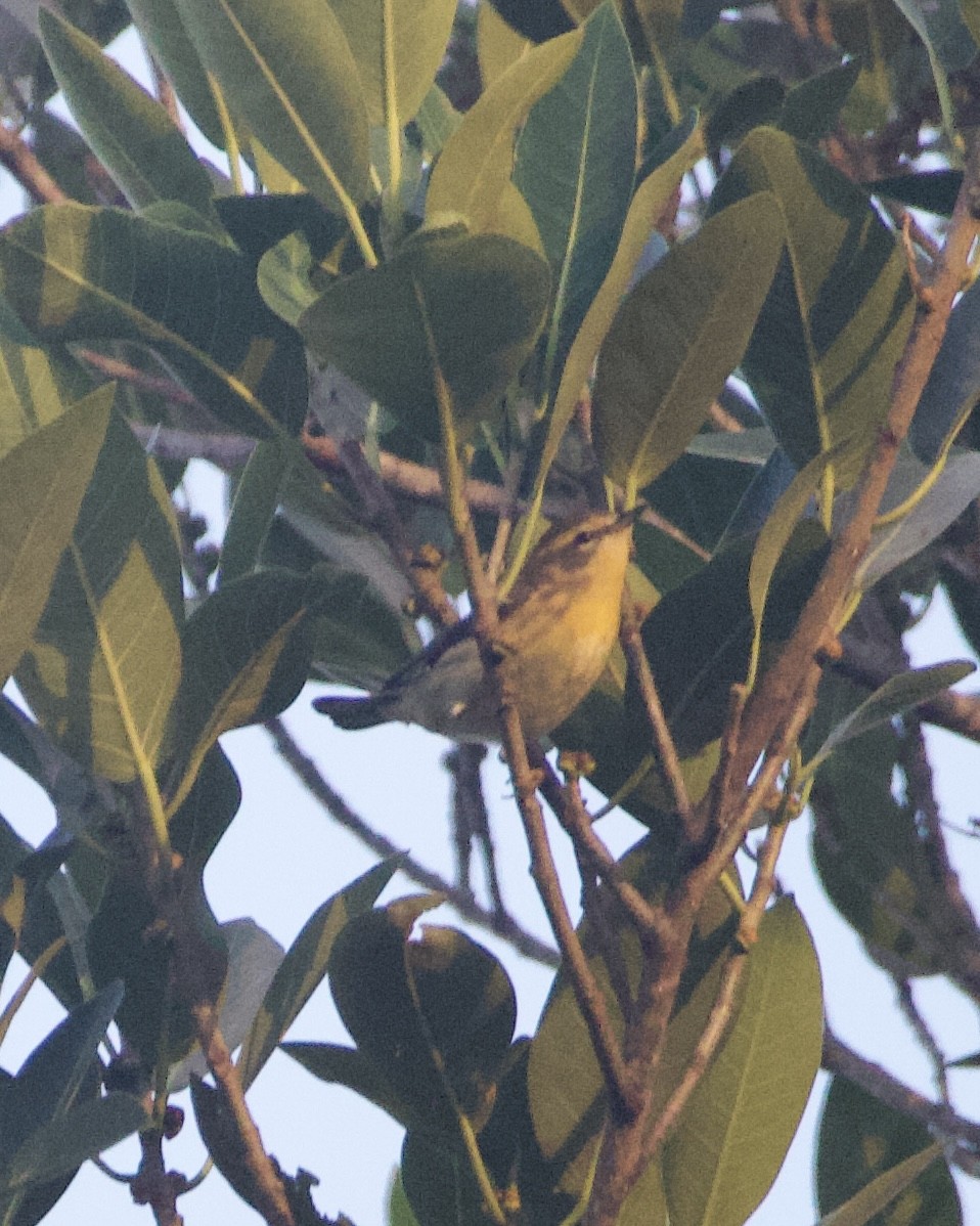 Blackburnian Warbler - ML643562924