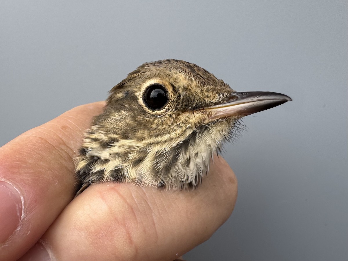 Hermit Thrush (faxoni/crymophilus) - ML643562928