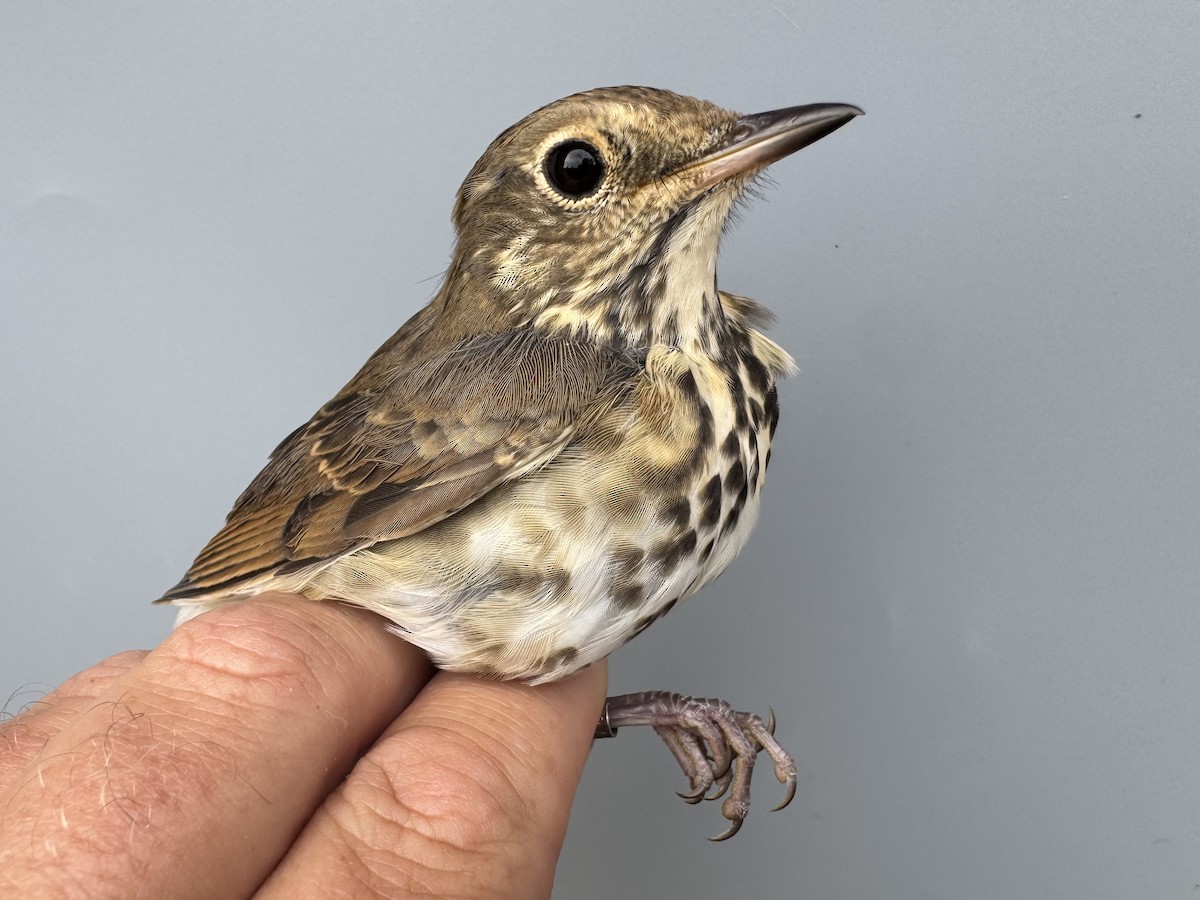 Hermit Thrush (faxoni/crymophilus) - ML643562931