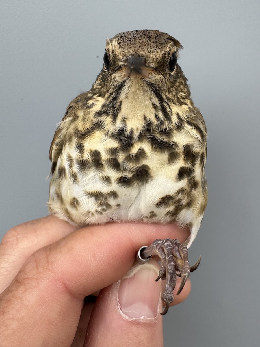 Hermit Thrush (faxoni/crymophilus) - ML643562932