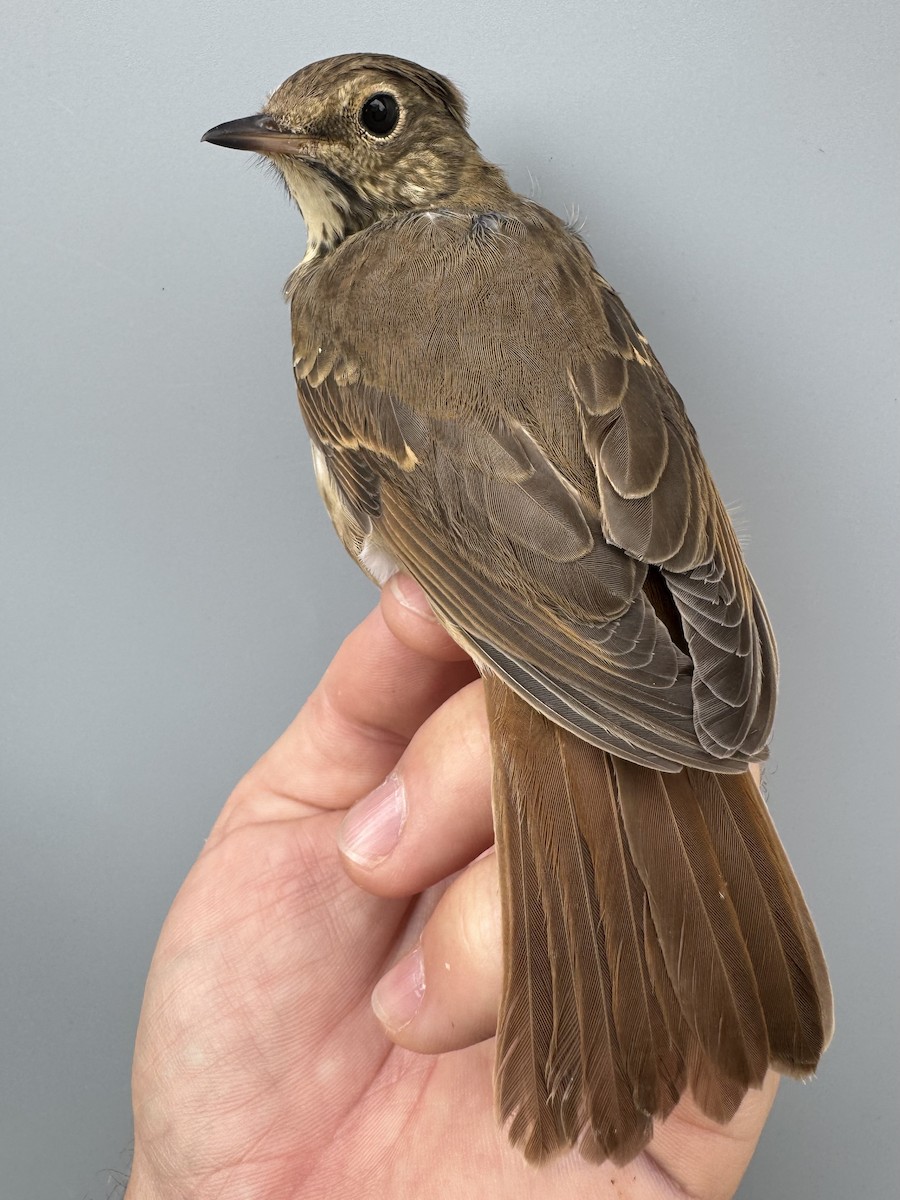 Hermit Thrush (faxoni/crymophilus) - ML643562933