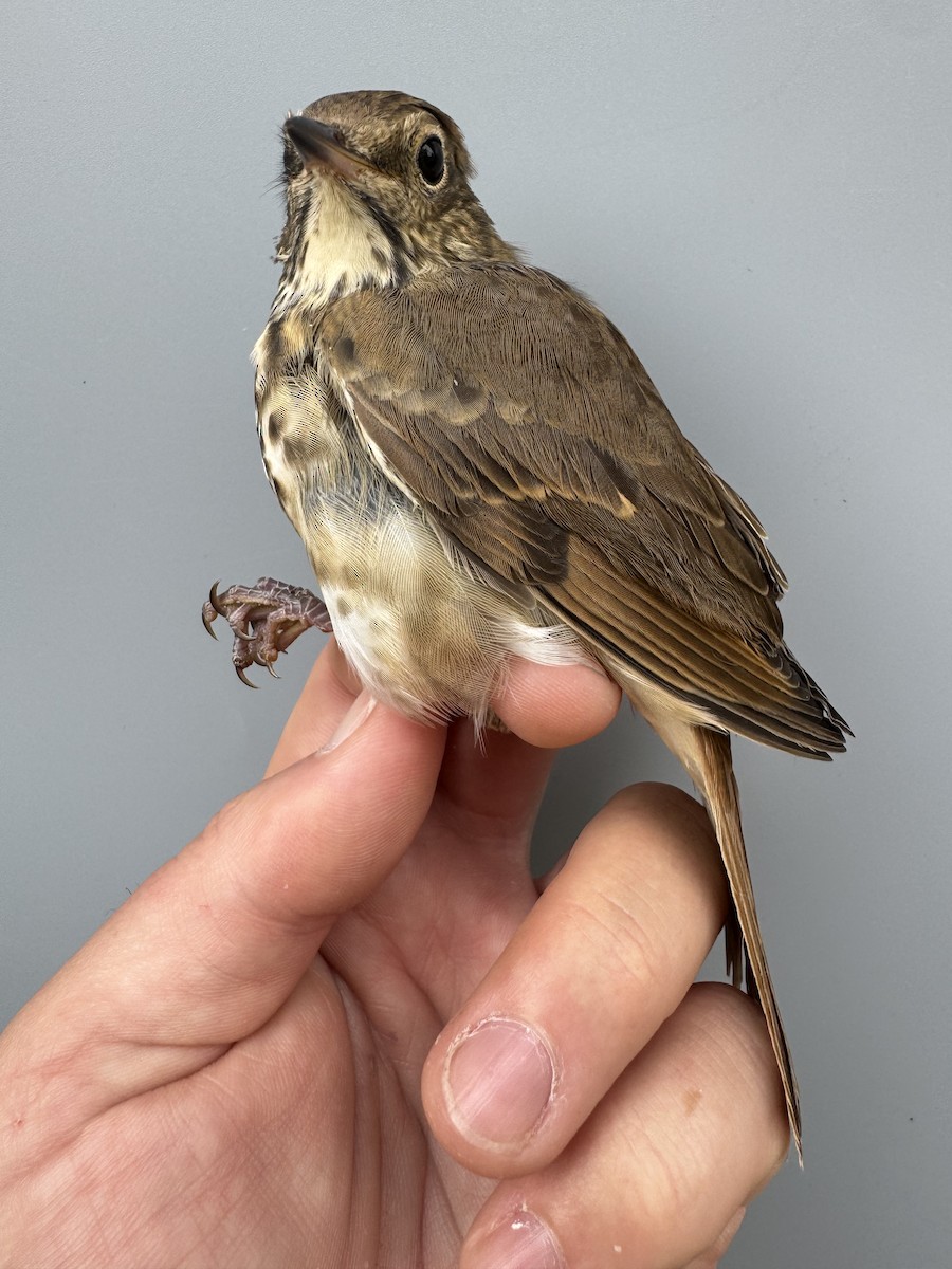 Hermit Thrush (faxoni/crymophilus) - ML643562935