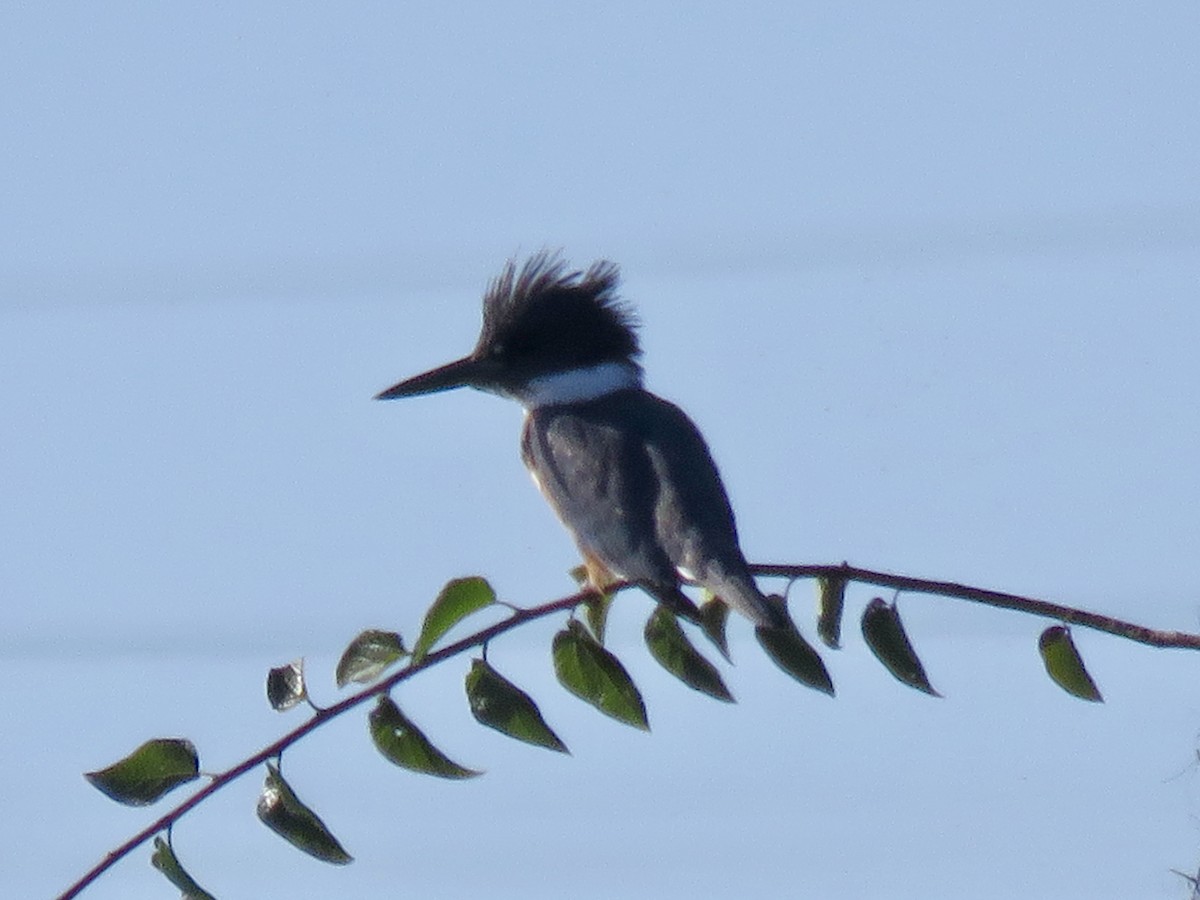Belted Kingfisher - ML643562939