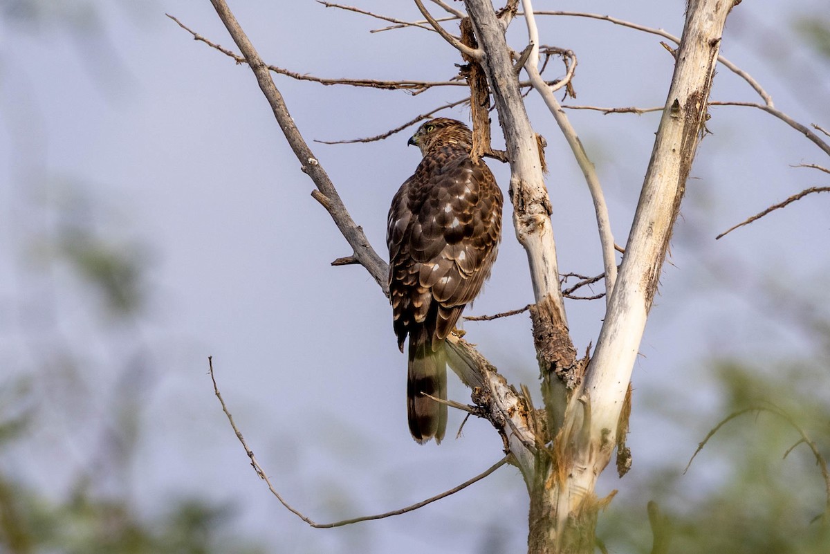 Cooper's Hawk - ML643562940