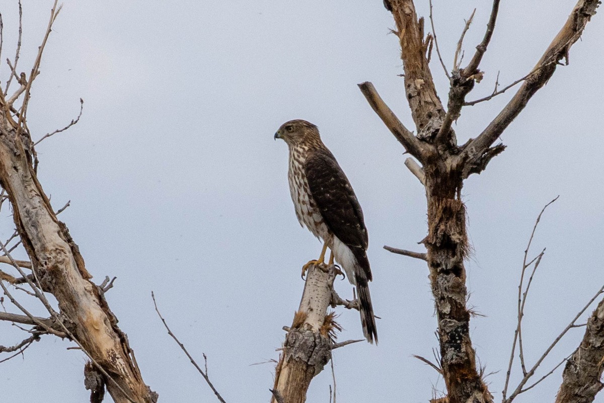 Cooper's Hawk - ML643562942