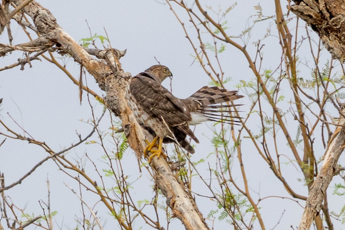 Cooper's Hawk - ML643562943
