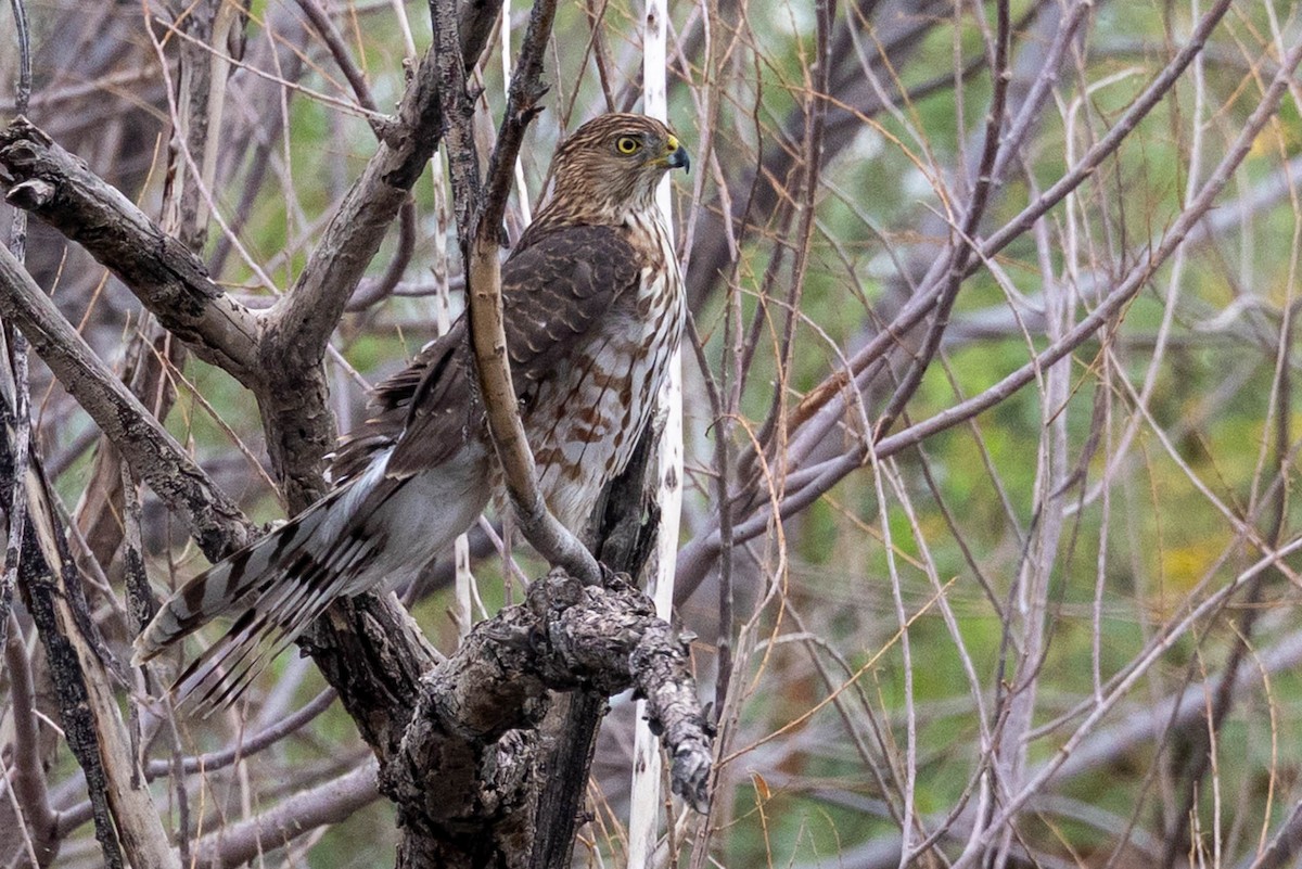 Cooper's Hawk - ML643562944