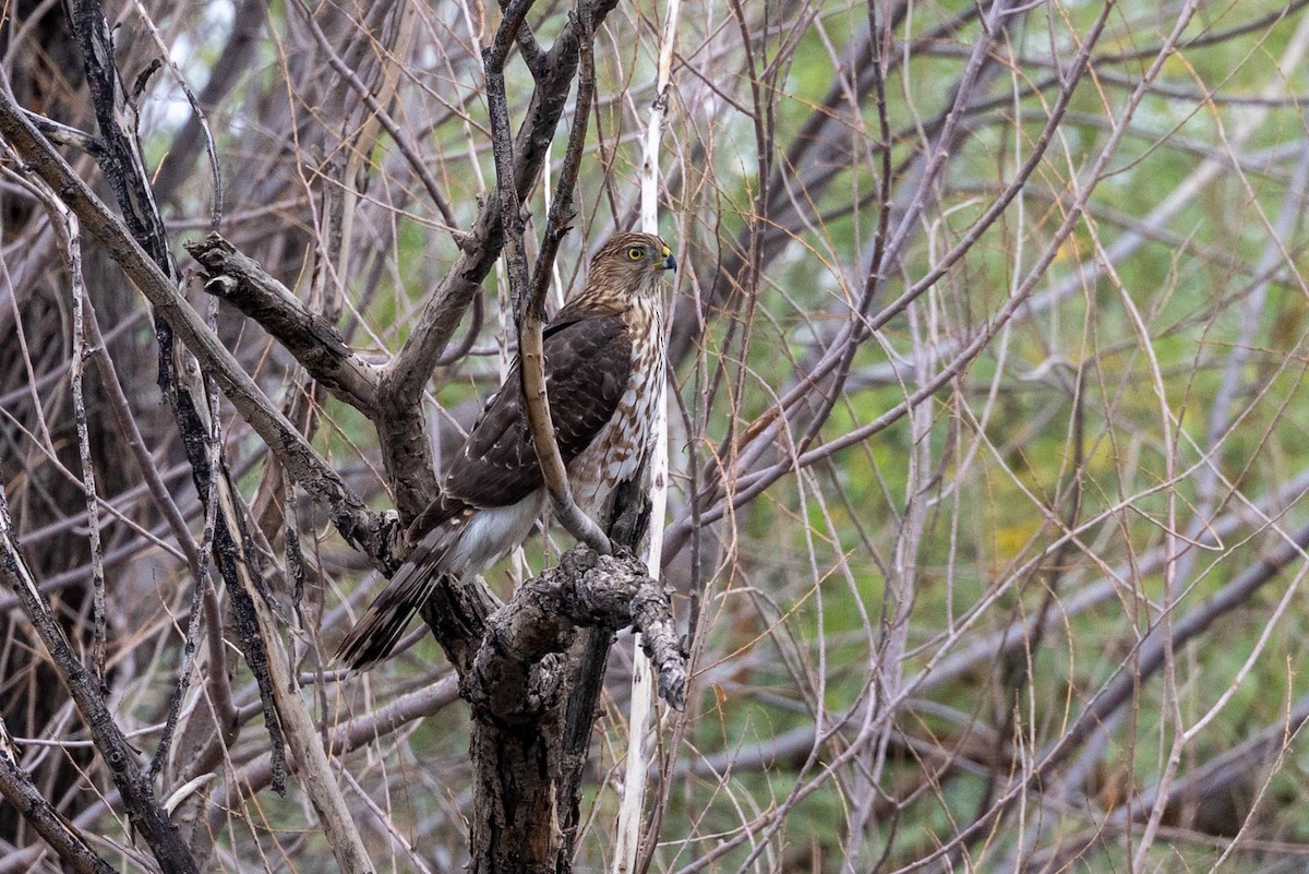 Cooper's Hawk - ML643562945