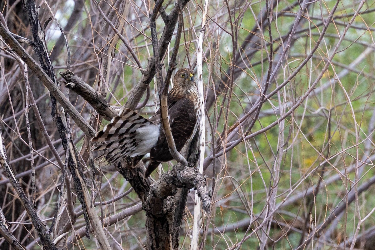 Cooper's Hawk - ML643562946