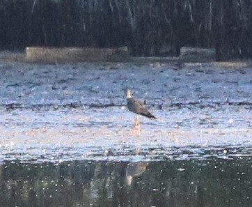 Killdeer - ML643562947