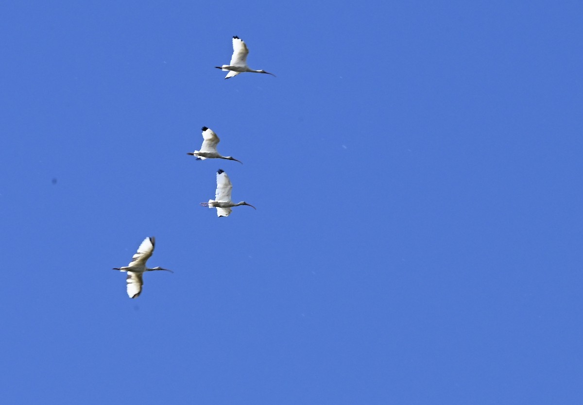 White Ibis - ML643562949