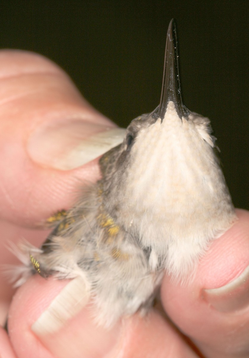 Ruby-throated Hummingbird - ML643562951