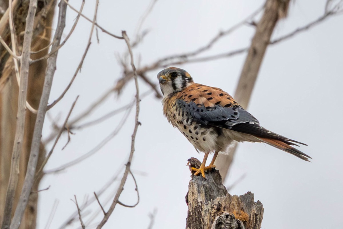 American Kestrel - ML643562953