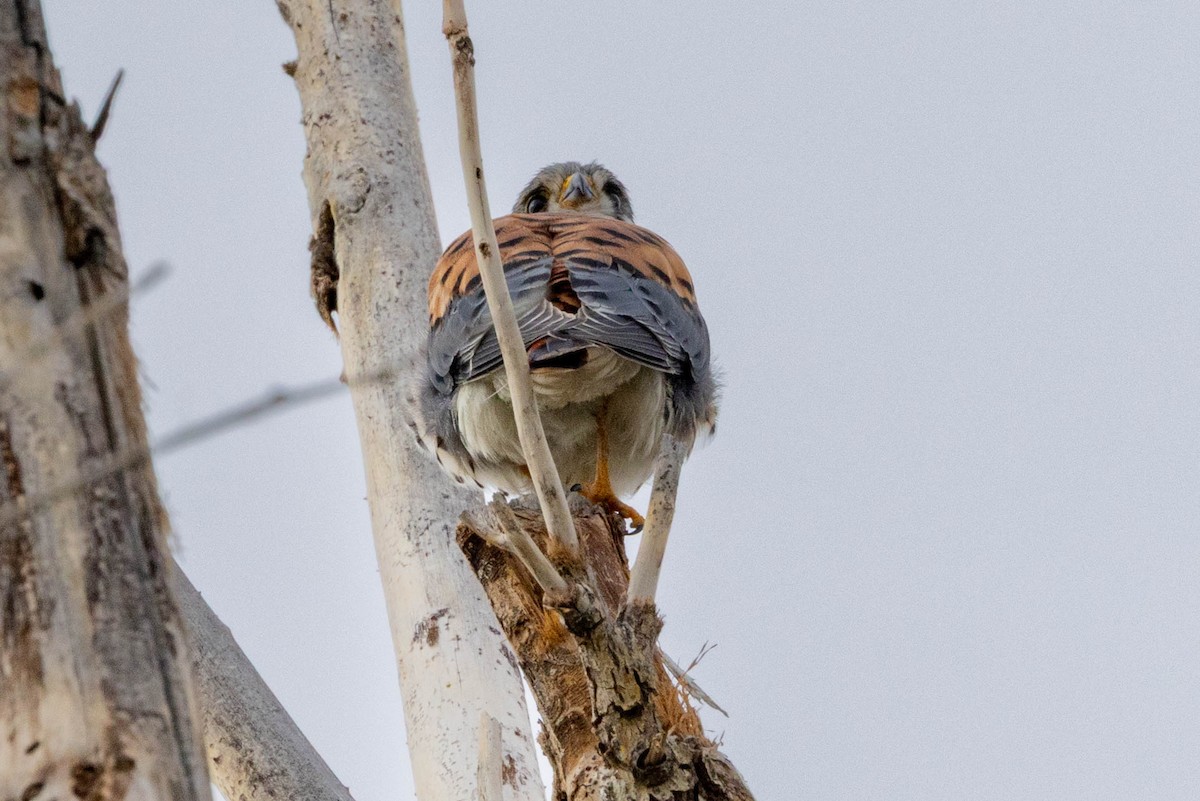 American Kestrel - ML643562954