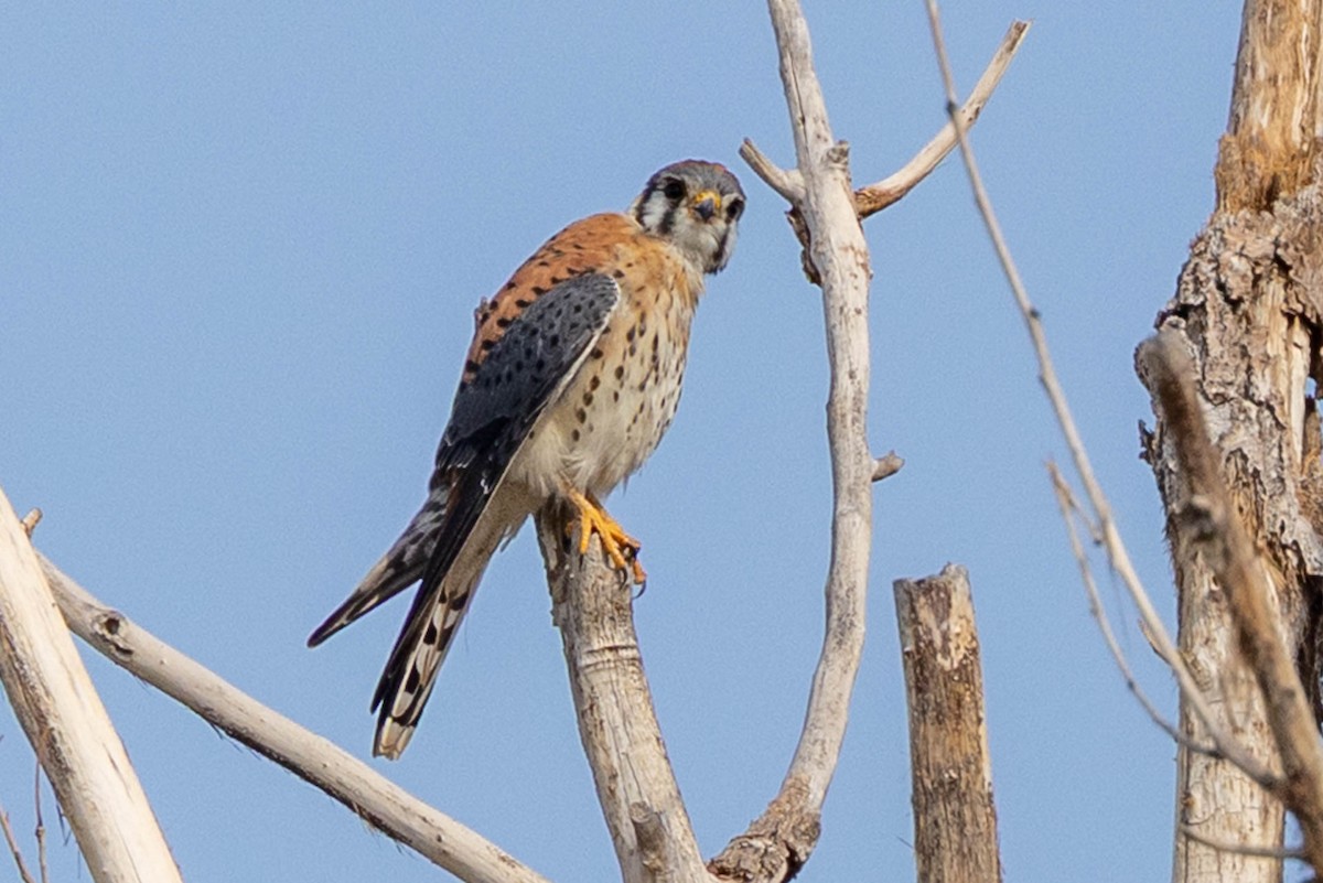 American Kestrel - ML643562955