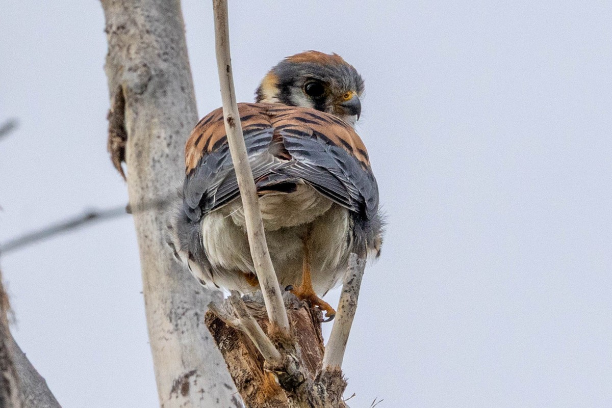 American Kestrel - ML643562956