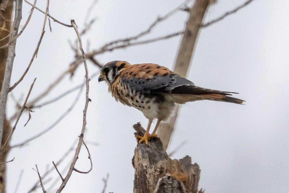 American Kestrel - ML643562957