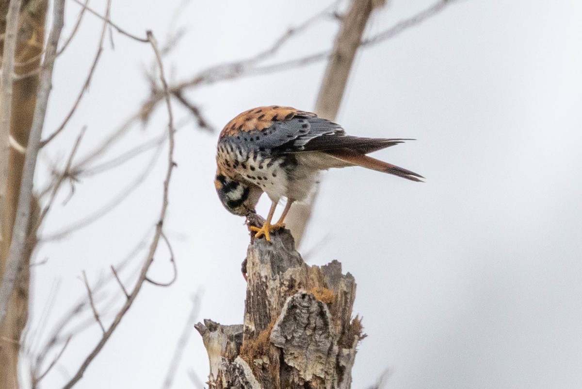 American Kestrel - ML643562958
