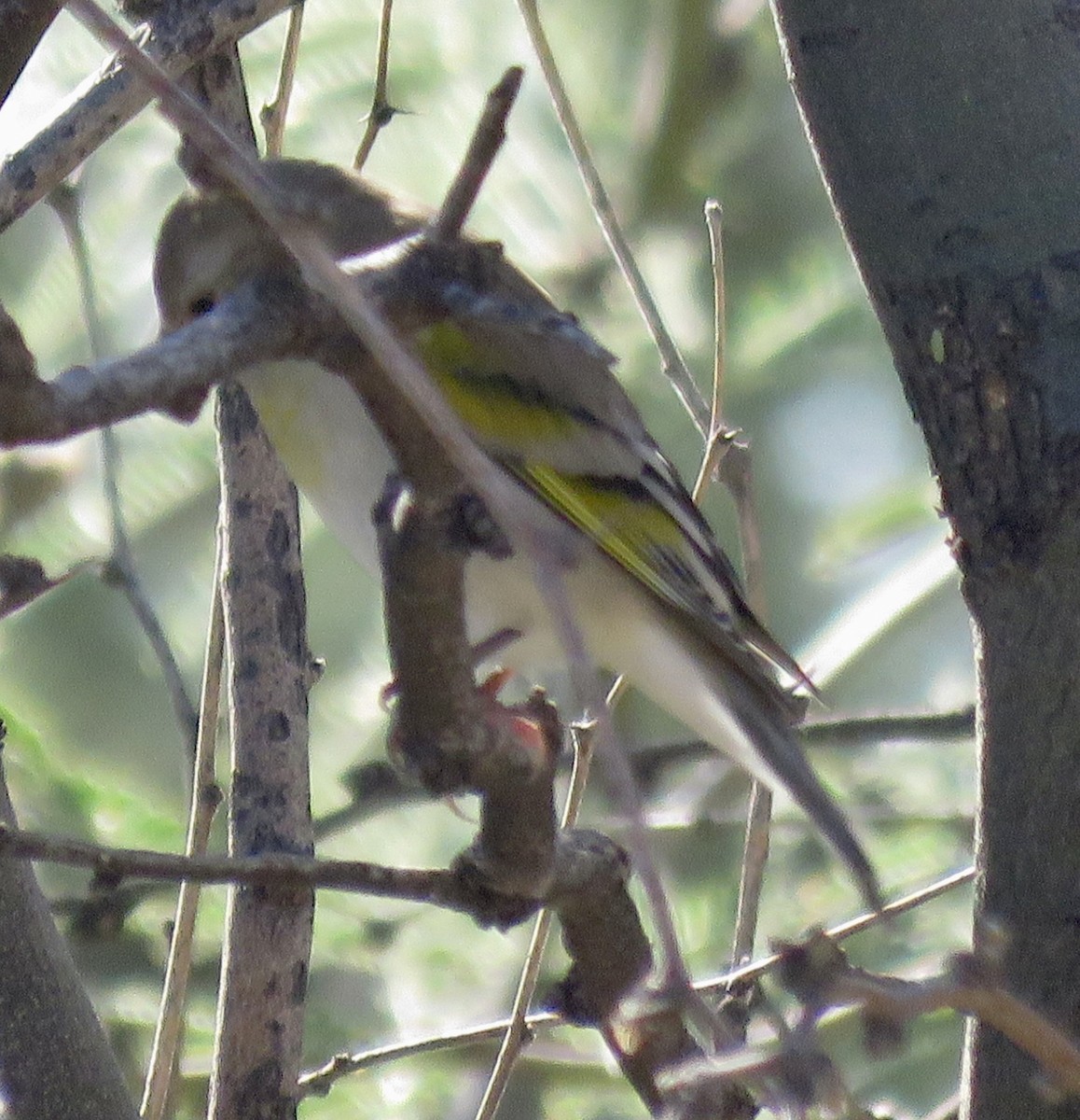 Lawrence's Goldfinch - ML643562959