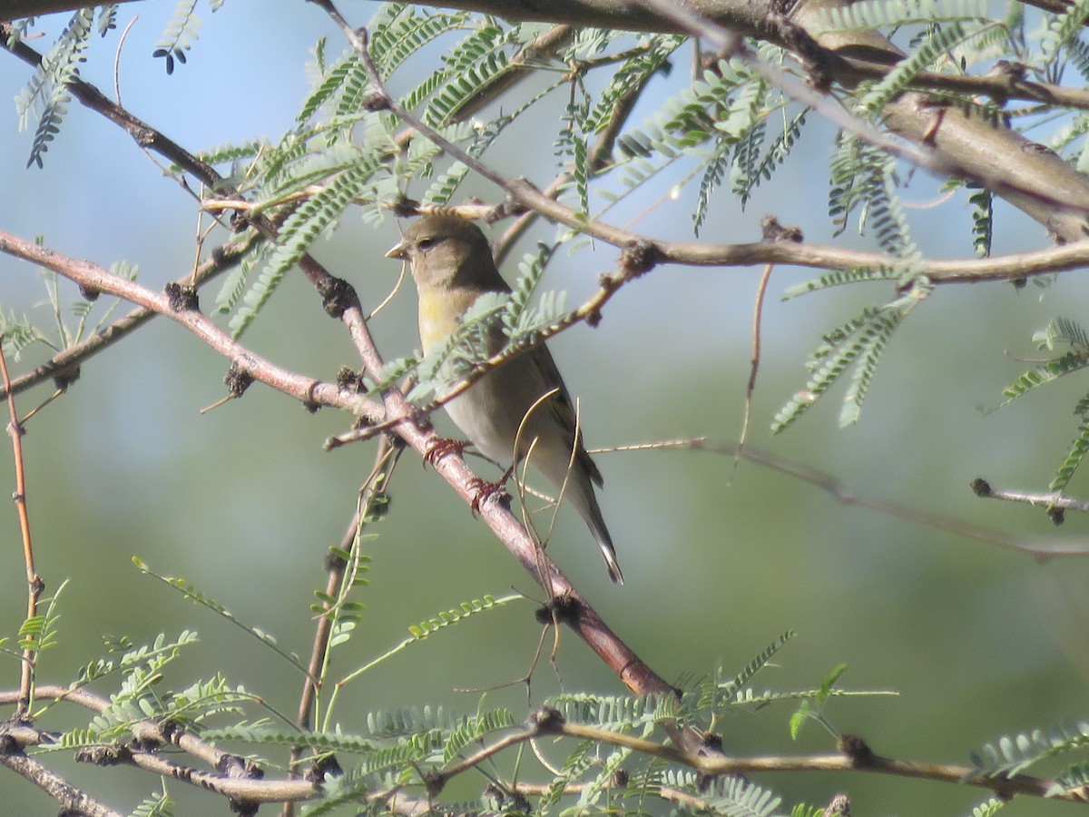 Lawrence's Goldfinch - ML643562960