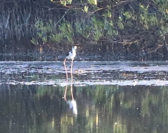 Black-necked Stilt - ML643562961