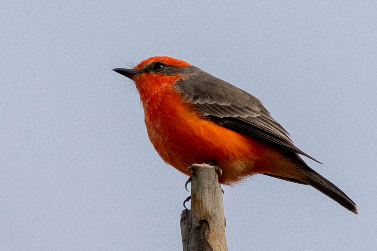 Vermilion Flycatcher - ML643562964