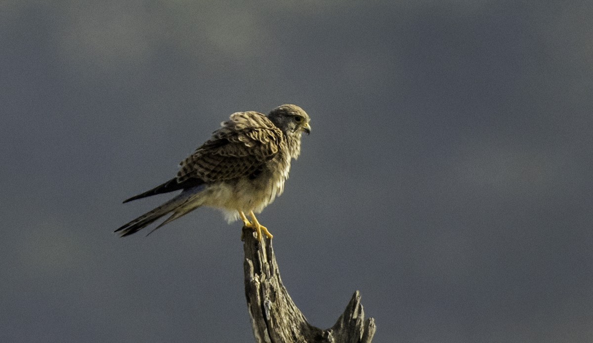 Eurasian Kestrel - ML643562965
