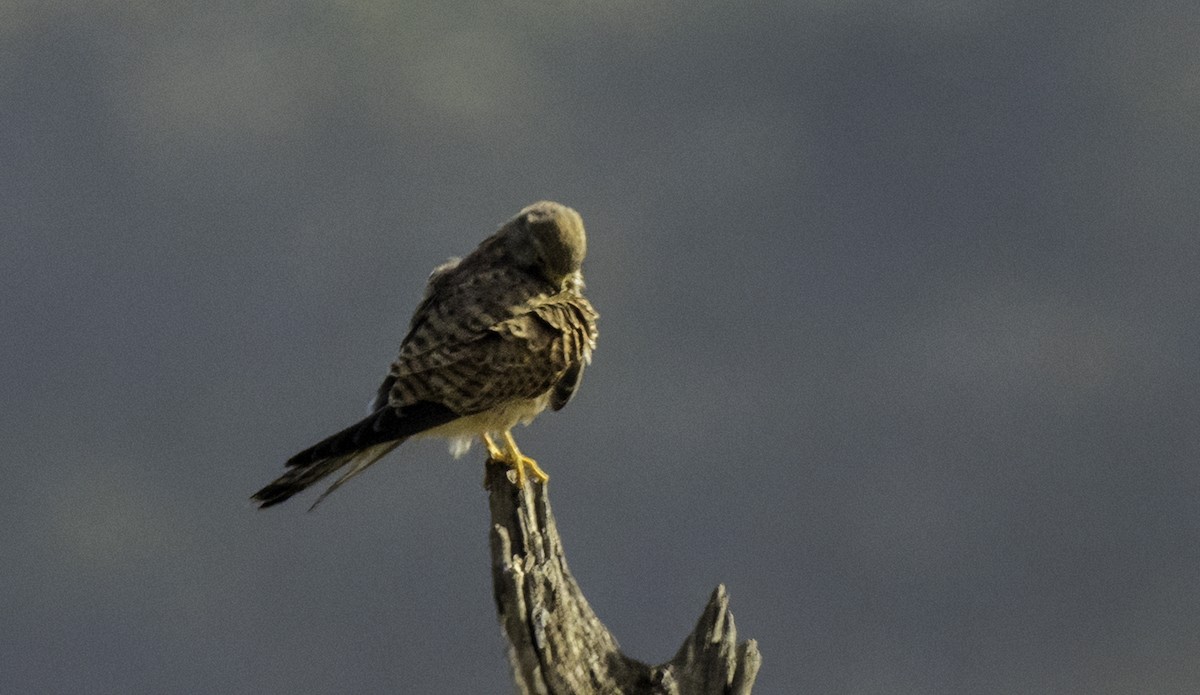 Eurasian Kestrel - ML643562967