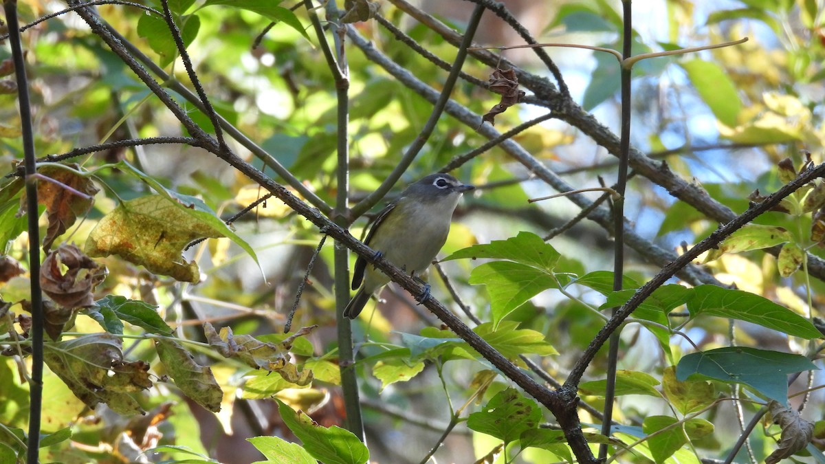 Vireo Solitario - ML643562972